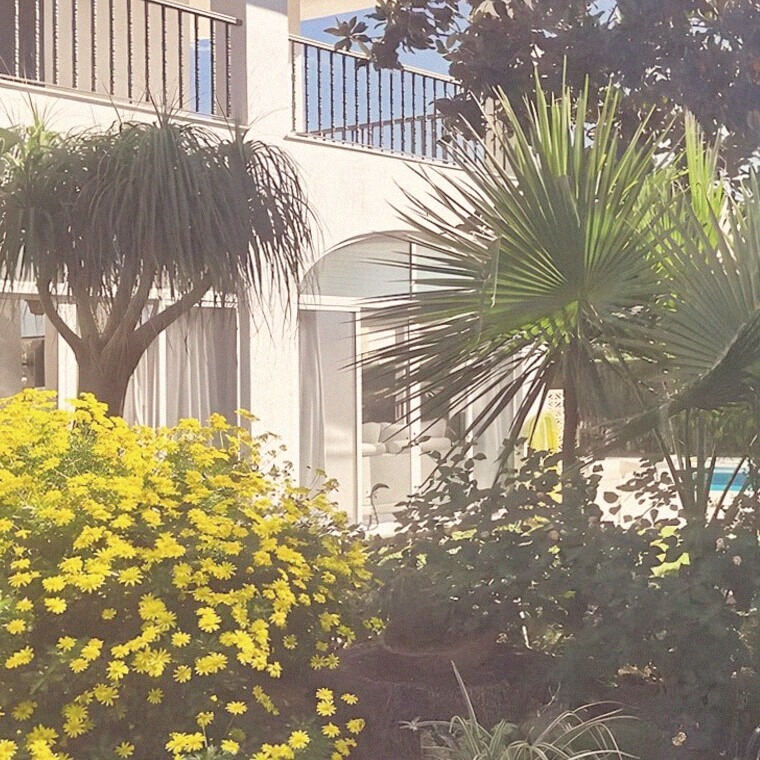 Mimosa flowering in the garden